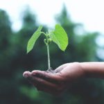 Regrowth: Spring and Traditional Chinese Medicine